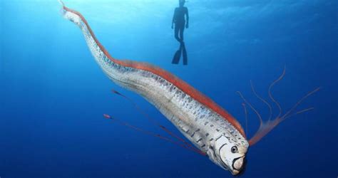 Meet The Giant Oarfish, The Longest Bony Fish In The World