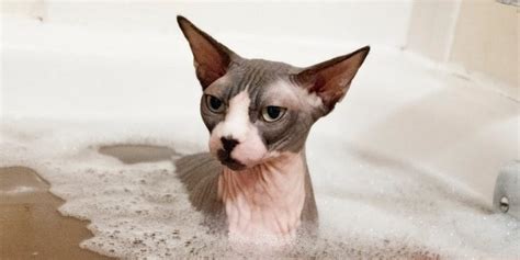 How to take care of a Sphynx Cat | Main Things of Sphynx Cat Care