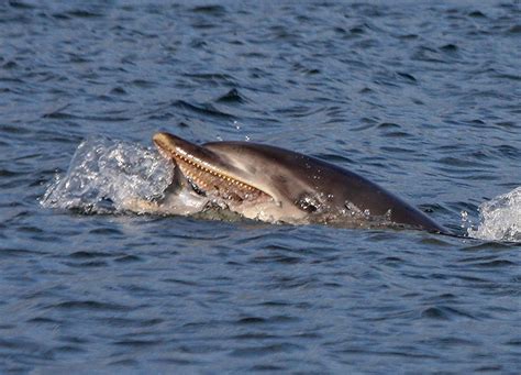 Hunting dolphin - a photo on Flickriver