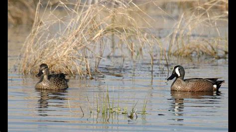 || Amazing Duck in the Marsh at Maheshkhali Island || Types of Marsh Ducks || Saltwater Duck ...