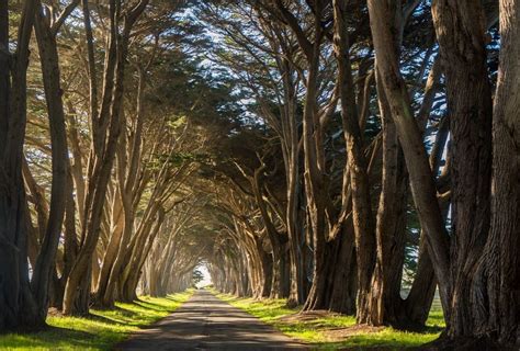 cypress-tree-tunnel-point-reyes-IG | Meandering Explorers