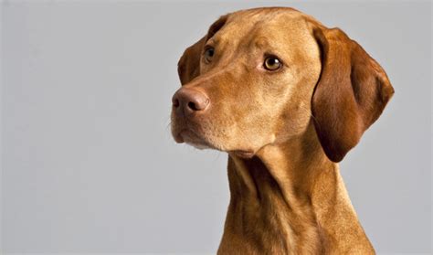 Vizsla - Temperament, Lifespan, Shedding, Puppy