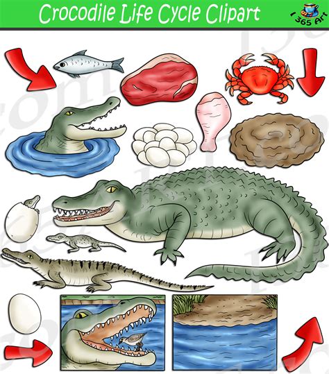 Crocodile Life Cycle Clipart Set Download - Clipart 4 School