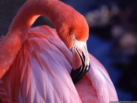 Desktop Wallpapers » Animals Backgrounds » Pink Flamingo » www.desktopdress.com