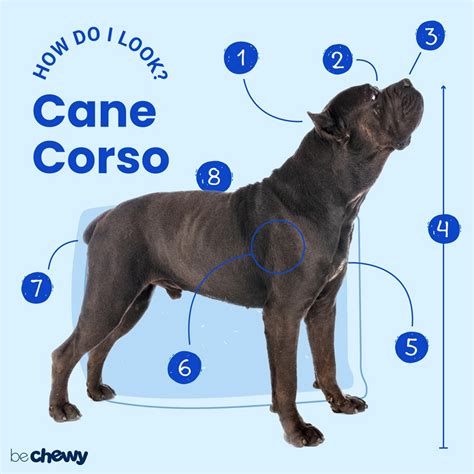 Cane Corso Dog Breed: Characteristics, Care & Photos | BeChewy