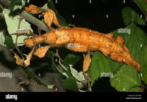 Female Australian Giant Prickly Stick Insect (Extatosoma tiaratum). a.k ...