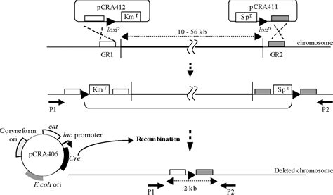 Large-Scale Engineering of the Corynebacterium glutamicum Genome ...