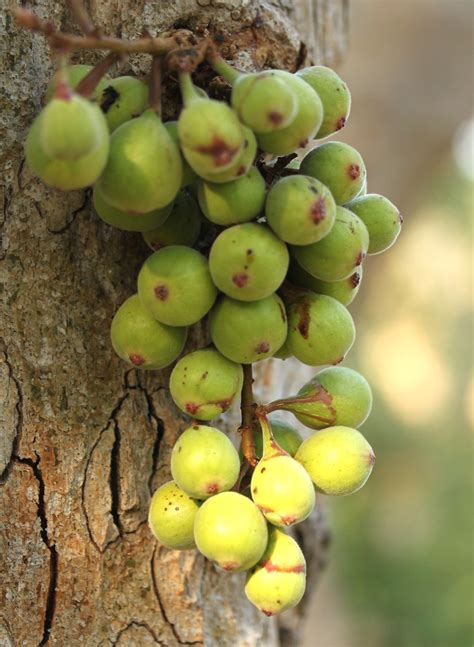 Moraceae (fig family) | Flickr