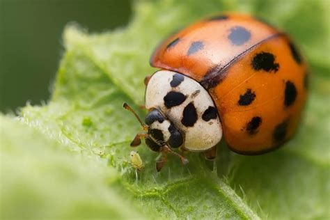 Do Ladybugs Bite? They’re So Cute, Surely Not! – WhatBugIsThat