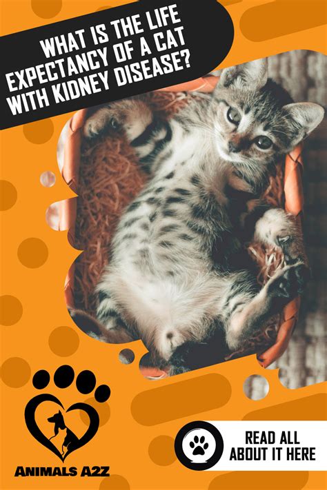 What Is the Life Expectancy of a Cat with Kidney Disease? - Cat facts! in 2020 | Cat renal ...