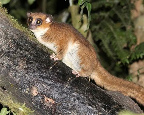 Greater Dwarf Lemur - Facts, Diet, Habitat & Pictures on Animalia.bio