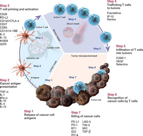 Immuno-oncology: Advances in Basic Research and Translational Medicine | Thermo Fisher ...