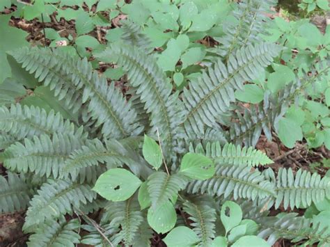 Christmas Fern - Polystichum Acrosthichoides: Edible & Medicinal Uses of the Evergreen Fern of ...