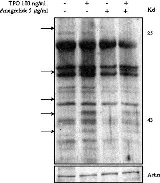 A preliminary investigation into the action of anagrelide: Thrombopoietin–c-Mpl receptor ...