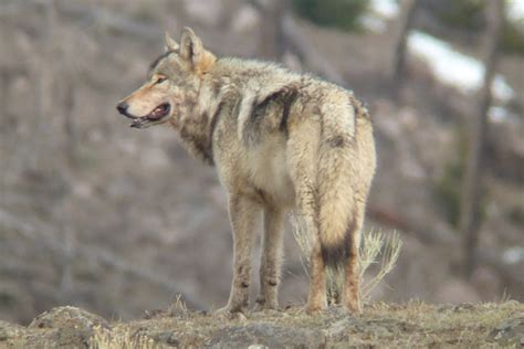 Over 75 percent of large predators declining | Focusing on Wildlife