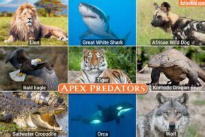 Apex Predators List, Pictures & Facts: The Most Amazing Top Predators