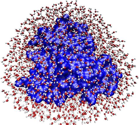 The hydration shell of myoglobin (Mb). Diagram of myoglobin (blue ...