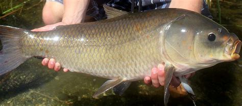 The Bigmouth Buffalo Fish | Critter Science