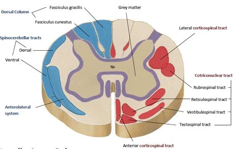 69 Best Of What Is The Fasciculus Gracilis - insectza