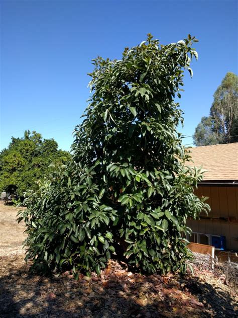 Fuerte avocado tree - Greg Alder's Yard Posts: Food Gardening in Southern California