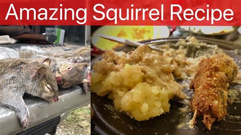 Squirrel Best Recipes Ever