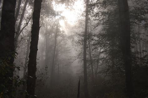 Foggy Forest Wallpaper (74+ images)