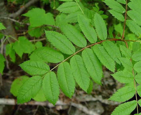 Sorbus decora (showy mountain-ash): Go Botany