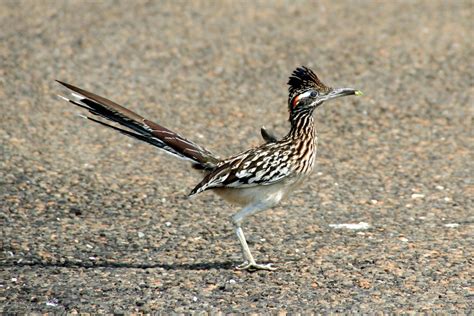 Free photo: Roadrunner Bird - Animal, Bird, Nature - Free Download - Jooinn