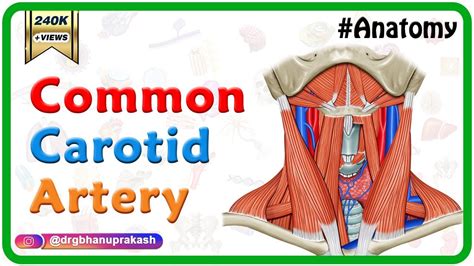 Internal Jugular Vein And Common Carotid Artery