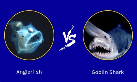 Goblin Shark vs Anglerfish: Which Is The Creepiest Sea Creature Of Them All? - A-Z Animals