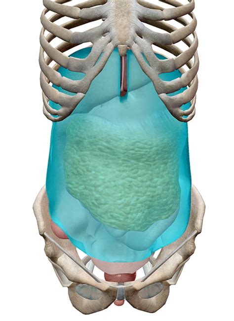 Studying the Peritoneum with Human Anatomy Atlas 2020