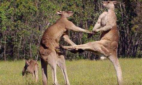 Kangaroo Boxing Fight | Life Story | BBC Earth