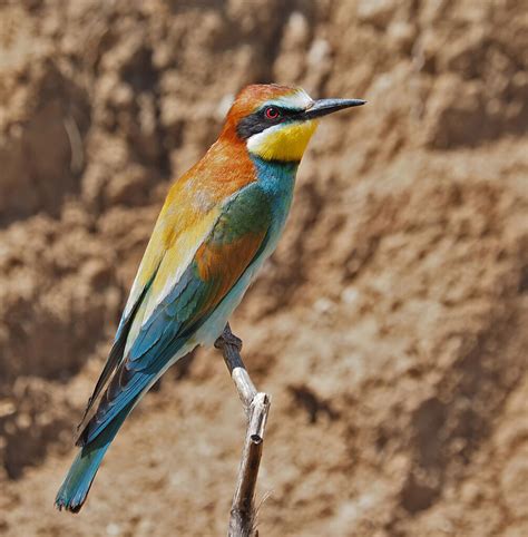 European Bee-eater | BirdForum