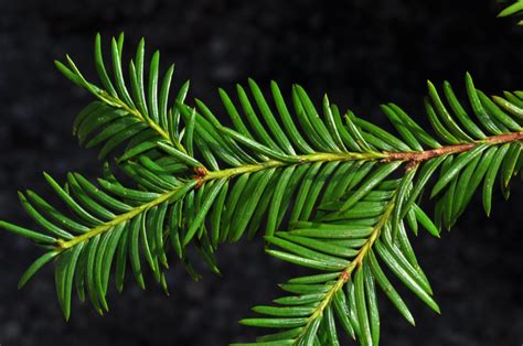 Taxus globosa | Threatened Conifers of the World (en-GB)