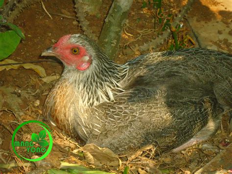 ayam bertelur setiap berapa hari - Zoe MacDonald