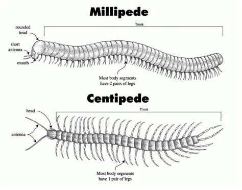 There is a Centipede in South America that Eats Bats | Centipede ...