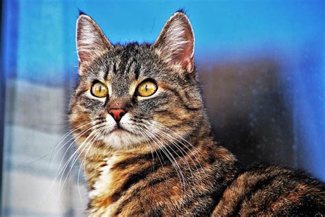 Why Do Cats Have Slits In Their Eyes? Feline Anatomy Facts & FAQ | Hepper