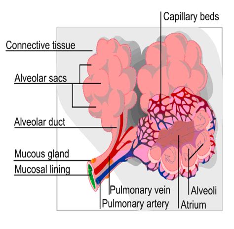 Lung Diagram With Alveoli