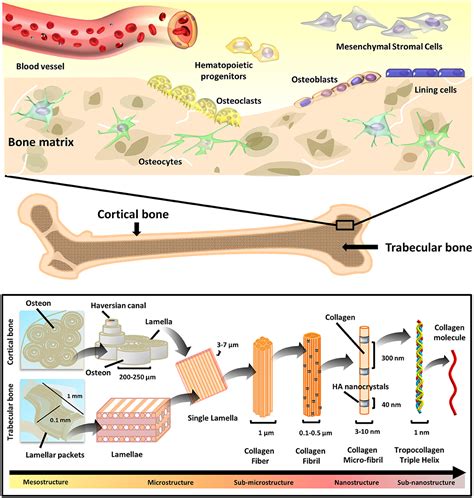 Frontiers | Natural Polymeric Scaffolds in Bone Regeneration