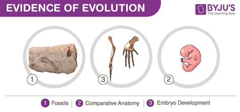 41 evidence of evolution worksheet answer key - Worksheet Database