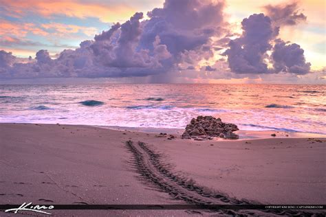 Sea turtle tracks along the beach Jupiter Florida | Royal Stock Photo