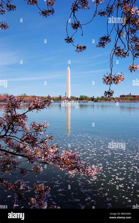 Cherry blossom and Washington monument over lake, Washington DC Stock Photo - Alamy