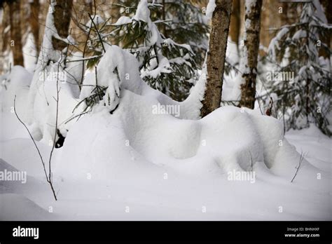 Russian forest in winter Stock Photo - Alamy