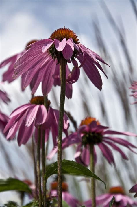 Bug's Eye View | Purple flowers, All flowers, Flowers