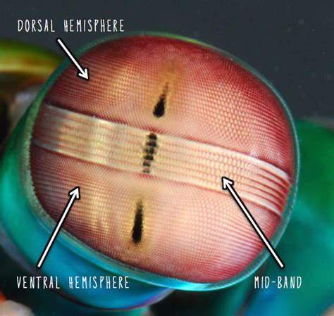 Cal Poly BIO 502: The Shrimp that Can See Where UV Been.