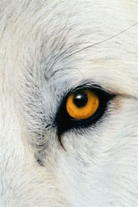 38 best images about Wolf eye, wolf eyes on Pinterest | Wolves, Arctic wolf and Eyes