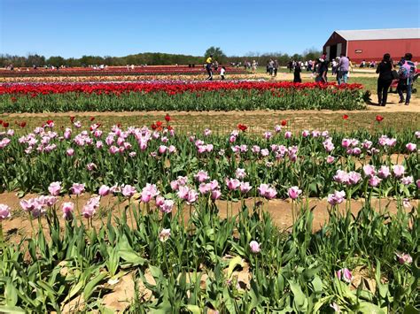 Tulips @ Holland Ridge Farms – Life According to Jamie