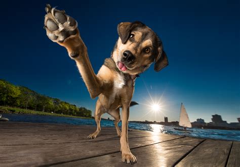 25 Dog Photography Tips & Ideas