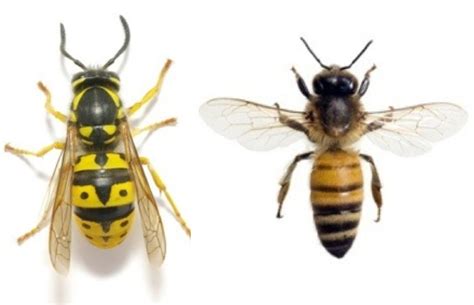 Celebrating bees on World Bee Day – Getting to know them better ...