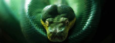 Green Tree Python Care Sheet – IMPERIAL REPTILES & EXOTICS